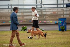 Boonah Ag Show - June 2025