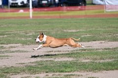 25.08.24 Lure Coursing