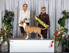 Intermediate In Show | Yuggera Canine Club | Judge: Ms Eva Fekete (WA) | 10th June 2022